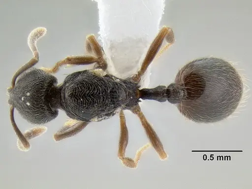 Stenamma crypticum specimen CASENT0605933 image casent0605933_1