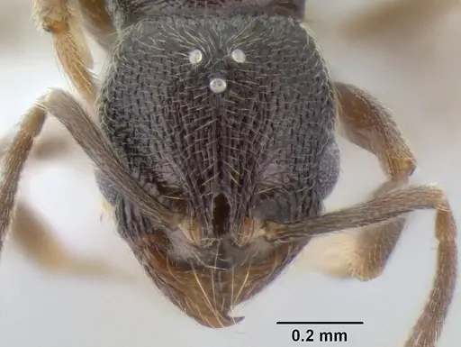 Stenamma crypticum specimen CASENT0605933 image casent0605933_2