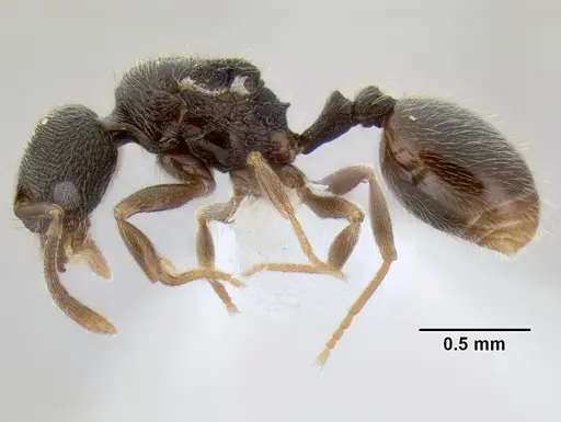 Stenamma crypticum specimen CASENT0605933 image casent0605933_3