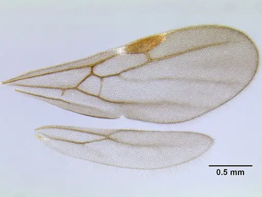 Stenamma crypticum specimen CASENT0605933 image casent0605933_4