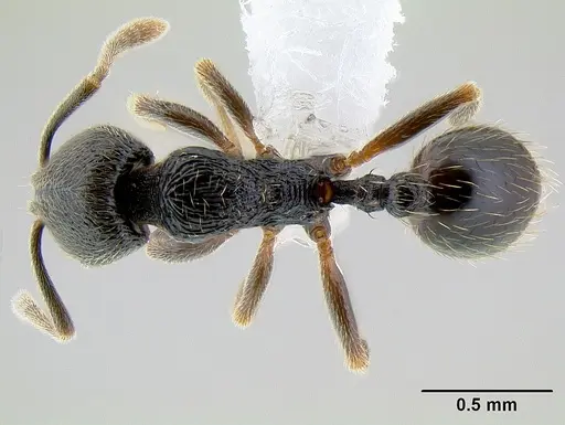 Stenamma crypticum specimen CASENT0621418 image casent0621418_1