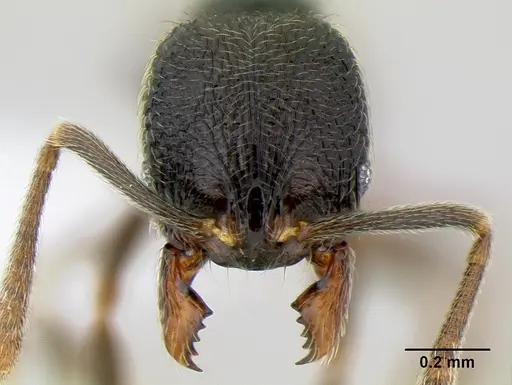 Stenamma crypticum specimen CASENT0621418 image casent0621418_2
