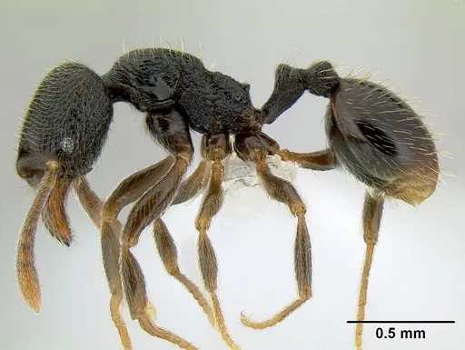 Stenamma crypticum specimen CASENT0621418 image casent0621418_3