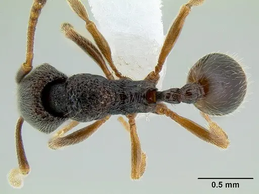 Stenamma cusuco specimen CASENT0621743 image casent0621743_1