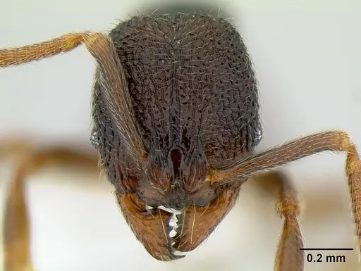 Stenamma cusuco specimen CASENT0621743 image casent0621743_2