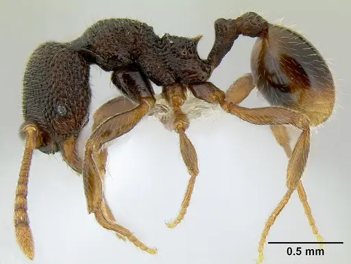 Stenamma cusuco specimen CASENT0621743 image casent0621743_3