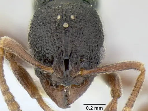 Stenamma cusuco specimen CASENT0622136 image casent0622136_2