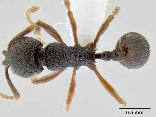 Stenamma cusuco specimen CASENT0622137 image casent0622137_1