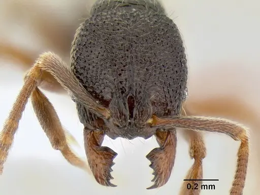 Stenamma cusuco specimen CASENT0622137 image casent0622137_2