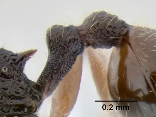 Stenamma cusuco specimen CASENT0622137 image casent0622137_5