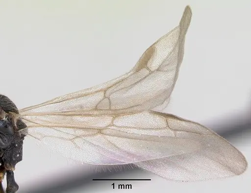 Stenamma debile specimen CASENT0173193 image casent0173193_4