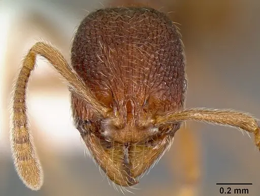 Stenamma debile specimen CASENT0605171 image casent0605171_2