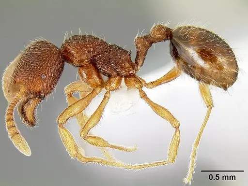 Stenamma debile specimen CASENT0605171 image casent0605171_3