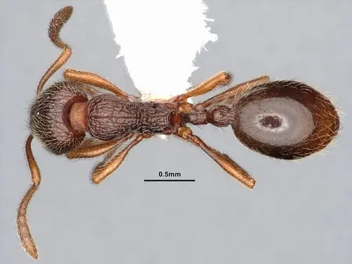 Stenamma debile specimen CASENT0884269 image casent0884269_1