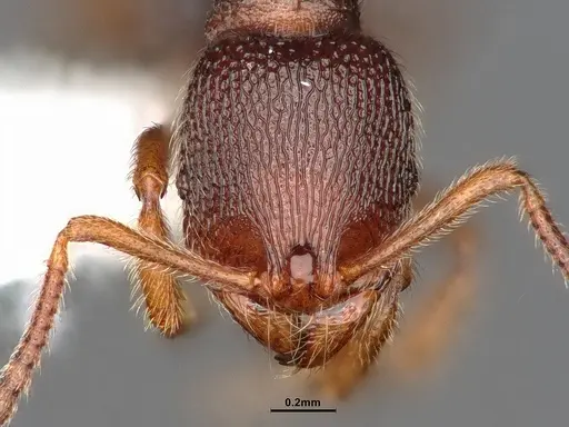 Stenamma debile specimen CASENT0884269 image casent0884269_2