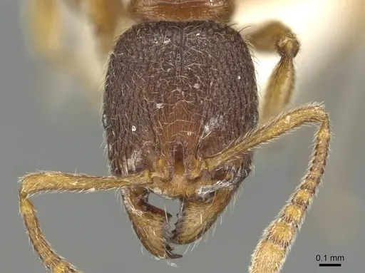 Stenamma debile specimen CASENT0915430 image casent0915430_2