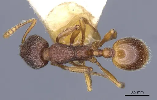Stenamma debile specimen CASENT0916916 image casent0916916_1