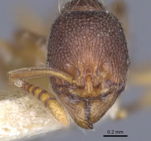 Stenamma debile specimen CASENT0916916 image casent0916916_2
