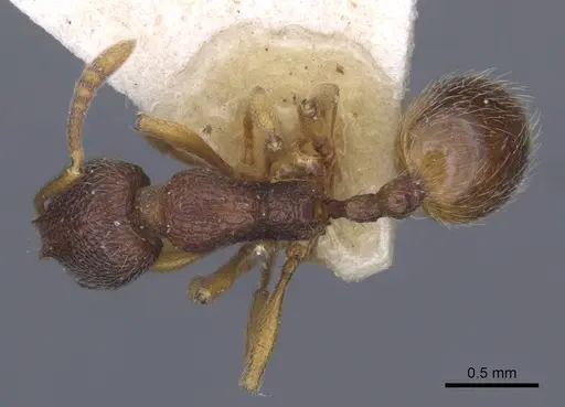 Stenamma debile specimen CASENT0916917 image casent0916917_1