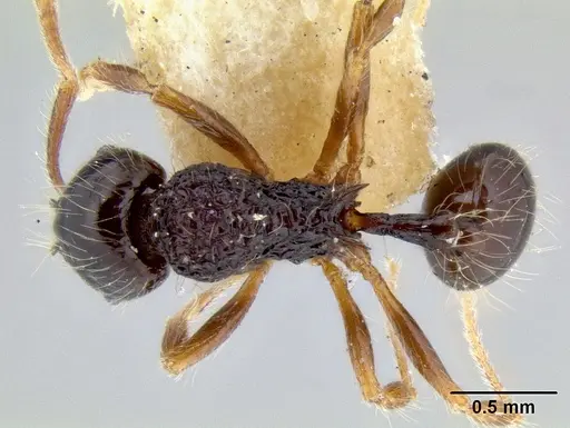 Stenamma diversum specimen CASENT0194018 image casent0194018_1