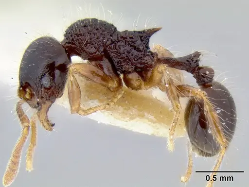 Stenamma diversum specimen CASENT0194018 image casent0194018_3
