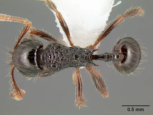 Stenamma diversum specimen CASENT0605173 image casent0605173_1