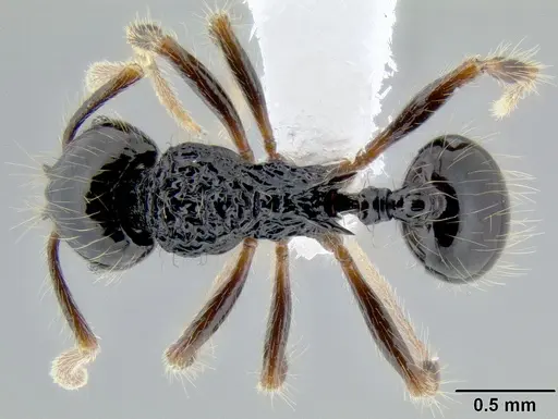 Stenamma diversum specimen CASENT0606723 image casent0606723_1