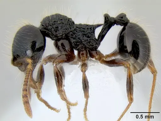 Stenamma diversum specimen CASENT0606723 image casent0606723_4
