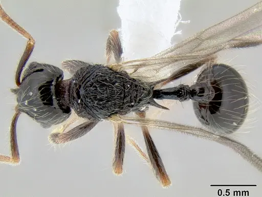 Stenamma diversum specimen CASENT0606782 image casent0606782_1