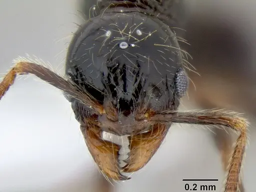 Stenamma diversum specimen CASENT0606782 image casent0606782_2
