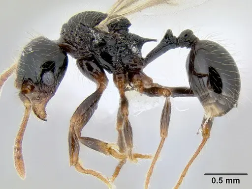 Stenamma diversum specimen CASENT0606782 image casent0606782_3