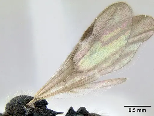 Stenamma diversum specimen CASENT0606782 image casent0606782_4