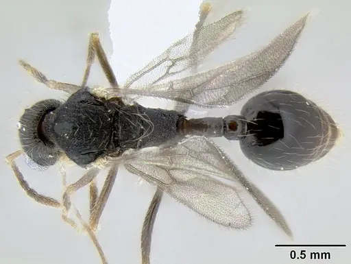 Stenamma diversum specimen CASENT0622357 image casent0622357_1