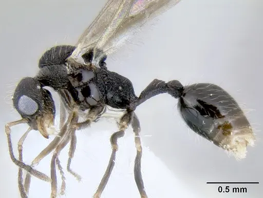 Stenamma diversum specimen CASENT0622357 image casent0622357_3