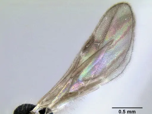 Stenamma diversum specimen CASENT0622357 image casent0622357_4