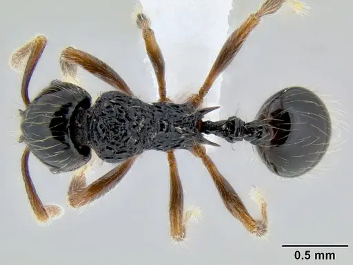 Stenamma diversum specimen CASENT0622410 image casent0622410_1