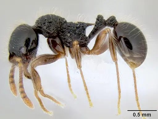 Stenamma diversum specimen CASENT0622410 image casent0622410_3