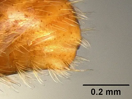 Stenamma dyscheres specimen CASENT0126074 image casent0126074_1