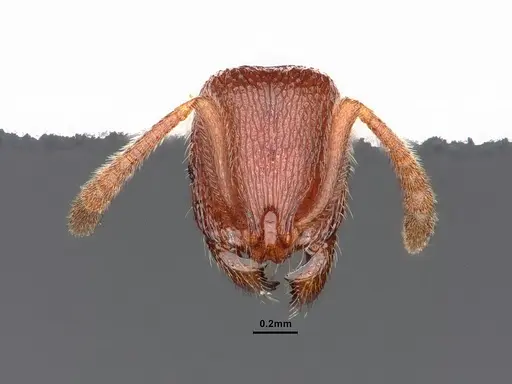 Stenamma dyscheres specimen CASENT0884240 image casent0884240_2