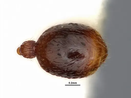 Stenamma dyscheres specimen CASENT0884244 image casent0884244_2