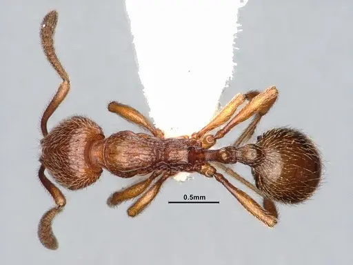 Stenamma dyscheres specimen CASENT4031376 image casent4031376_1