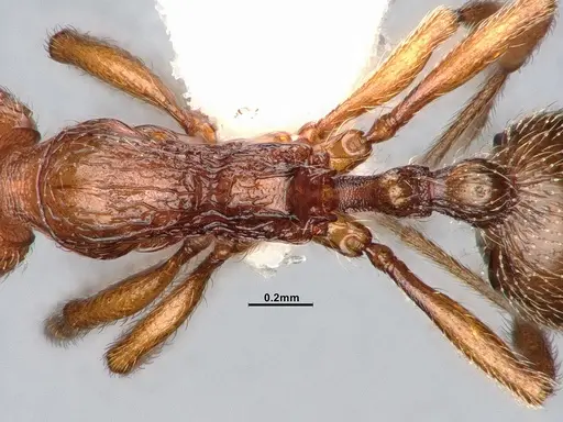 Stenamma dyscheres specimen CASENT4031376 image casent4031376_2