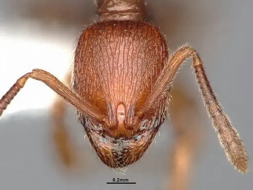 Stenamma dyscheres specimen CASENT4031376 image casent4031376_3