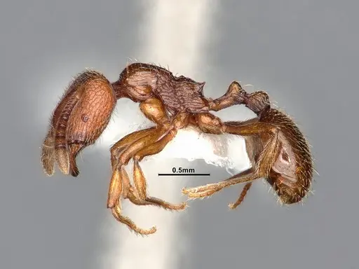 Stenamma dyscheres specimen CASENT4031376 image casent4031376_4