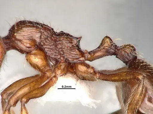 Stenamma dyscheres specimen CASENT4031376 image casent4031376_5