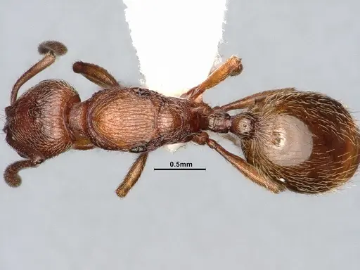 Stenamma dyscheres specimen CASENT4031378 image casent4031378_1