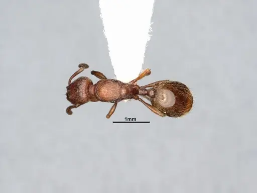 Stenamma dyscheres specimen CASENT4031378 image casent4031378_2