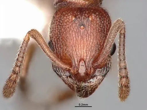 Stenamma dyscheres specimen CASENT4031378 image casent4031378_3