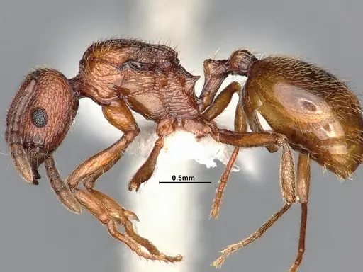 Stenamma dyscheres specimen CASENT4031378 image casent4031378_4