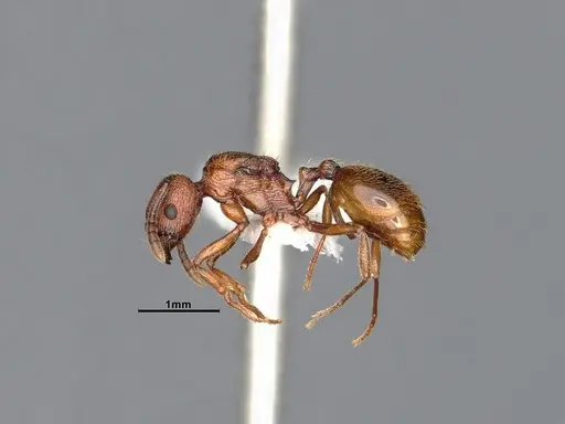Stenamma dyscheres specimen CASENT4031378 image casent4031378_5